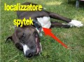 Localizzatore solare per cane 